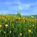 Agrotourismus - Mit Pool By Interhome * لامبوريتشو